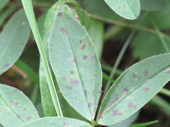 Pseudopeziza trifolii