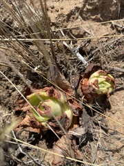 Dudleya ingens