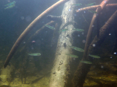 Atherinomorus stipes