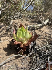 Dudleya ingens