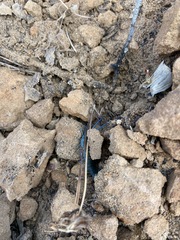 Scolopendra aztecorum