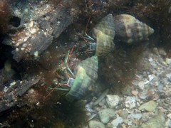 Clibanarius antillensis