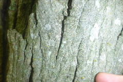 Alyxoria varia