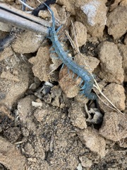 Scolopendra aztecorum