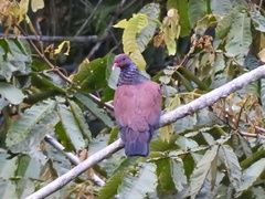 Patagioenas speciosa