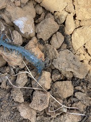 Scolopendra aztecorum