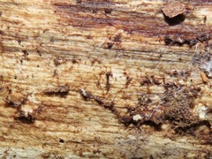 Ponera pennsylvanica