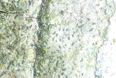 Alyxoria varia