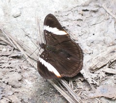 Adelpha lycorias