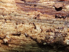 Ponera pennsylvanica