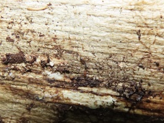 Ponera pennsylvanica