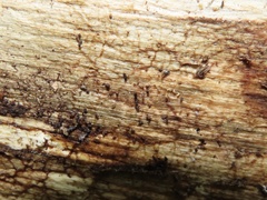 Ponera pennsylvanica