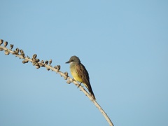 Tyrannus vociferans