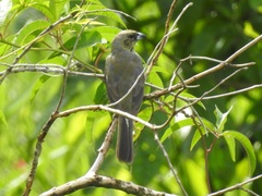 Schistochlamys melanopis