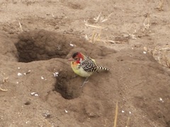 Trachyphonus erythrocephalus