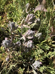 Chloropyron maritimum