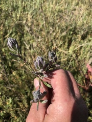 Chloropyron maritimum