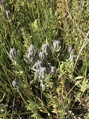 Chloropyron maritimum