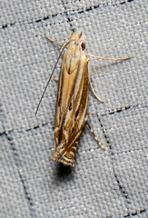 Isophrictis magnella