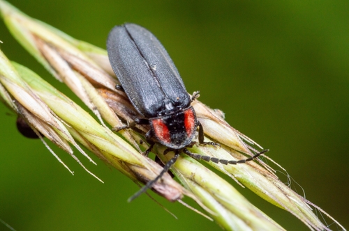 Dark Firefly photo 4