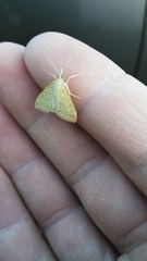 Hahncappsia pergilvalis