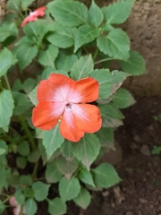 Impatiens