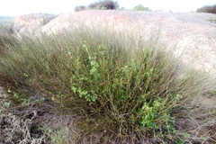 Willdenowia incurvata