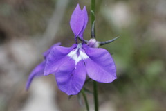 Lobelia sublibera