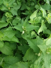Lamium album