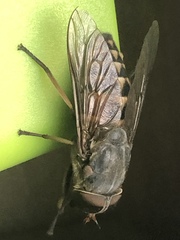 Tabanus sudeticus