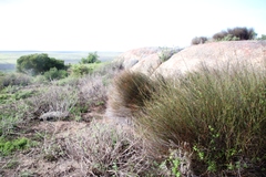 Willdenowia incurvata