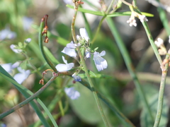 Collinsia linearis