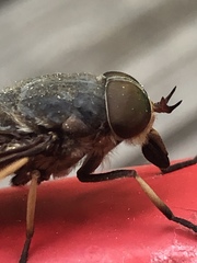 Tabanus sudeticus