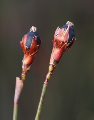 Willdenowia incurvata