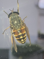 Tabanus sudeticus