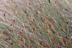 Willdenowia incurvata