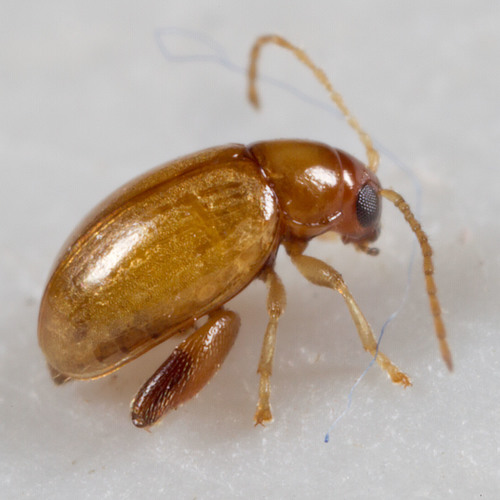 Chrysanthemum Flea Beetle