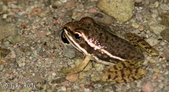 Lithobates pustulosus