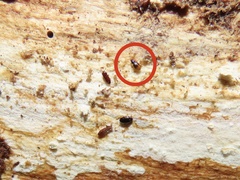 Mioptachys flavicauda