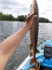 Acipenser fulvescens