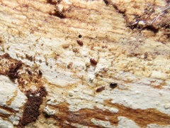 Mioptachys flavicauda