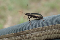 Arthromacra