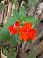 Impatiens