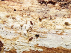 Mioptachys flavicauda