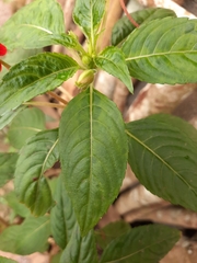 Impatiens