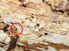 Mioptachys flavicauda