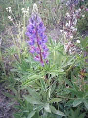 Lupinus polyphyllus