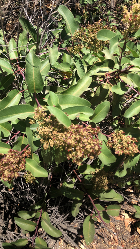 iNaturalist observation photo of laurel sumac