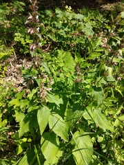 Stachys alpina