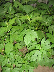 Ambrosia trifida